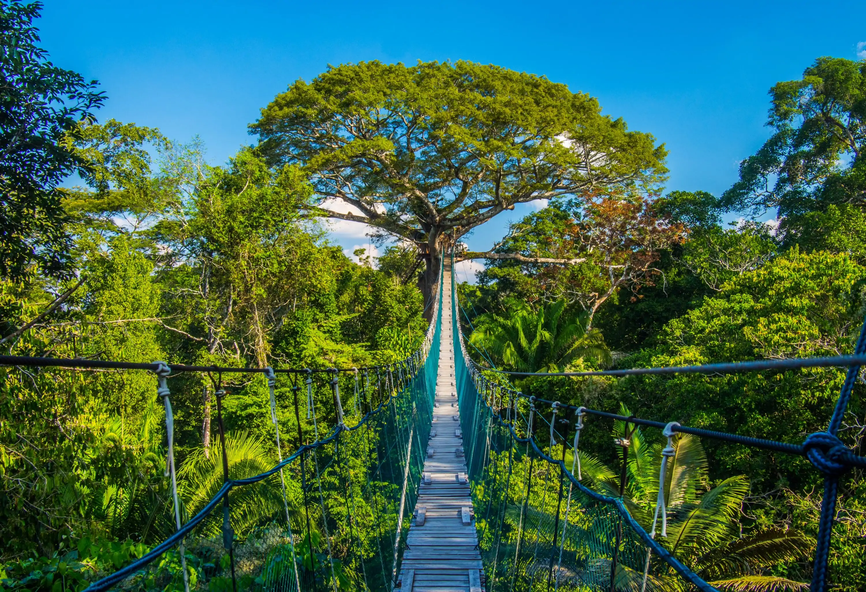 A suspended bridge beckons, guiding your path towards a colossal tree enveloped by a lush forest.