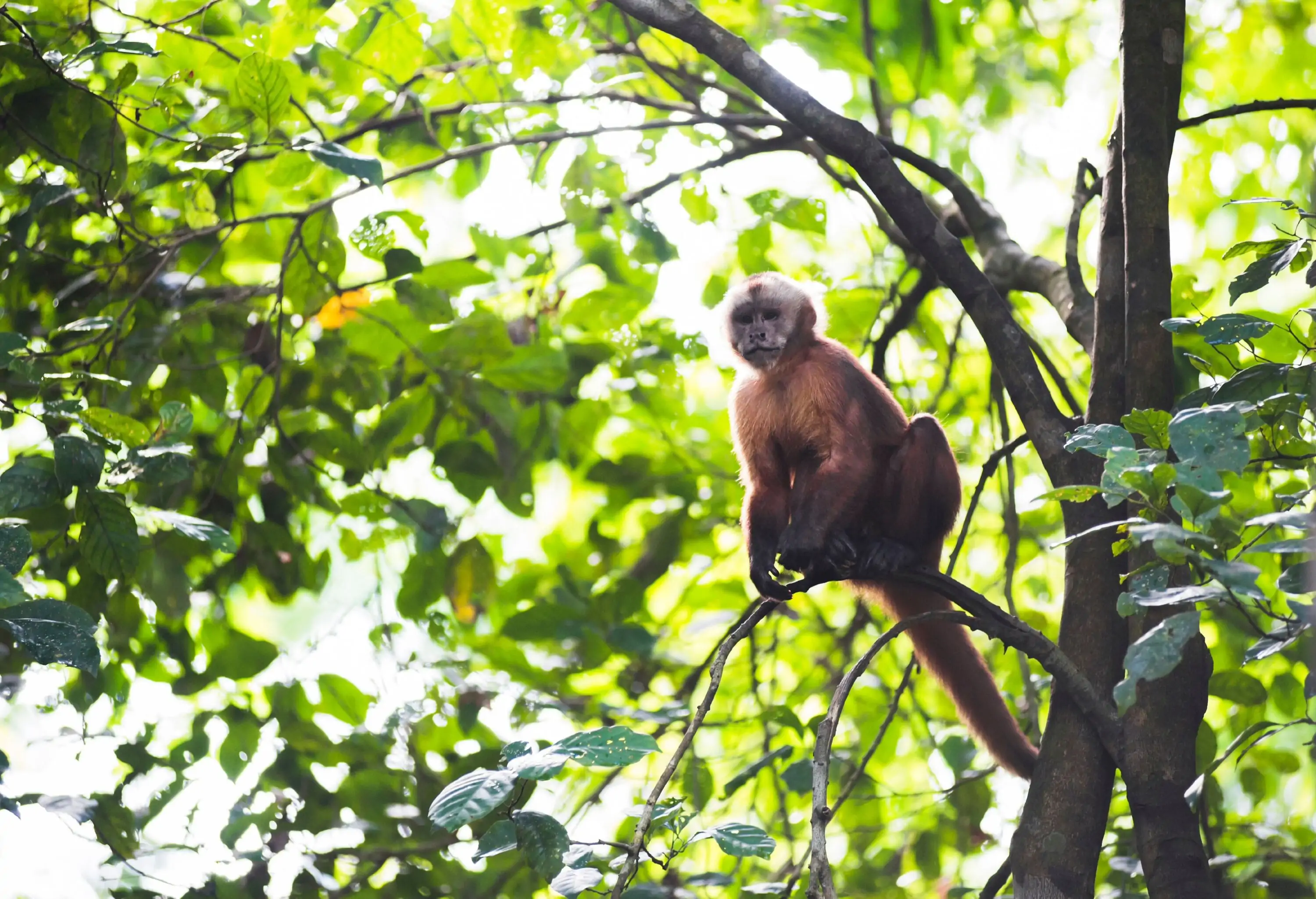 White fronted Capuchin Monkey, Cebus albifrons, Monkey Island, Isla de los Monos, Tambopata National Reserve, Peru, South America